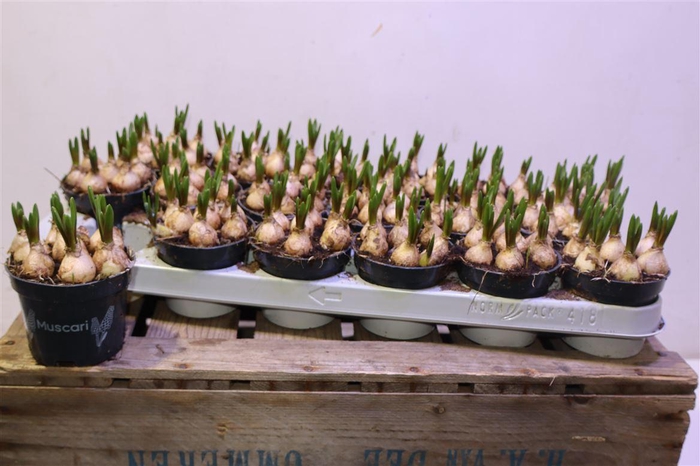 <h4>Muscar Blue Magic</h4>