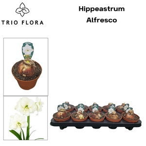 !! PROMO !! HIPPEASTRUM ALFRESCO P12