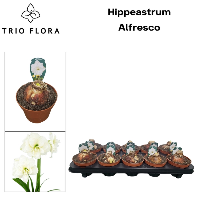 <h4>!! PROMO !! HIPPEASTRUM ALFRESCO P12</h4>