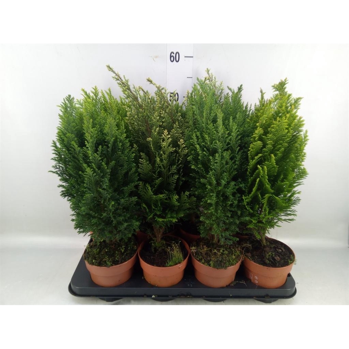 <h4>Conifers   ...mix</h4>