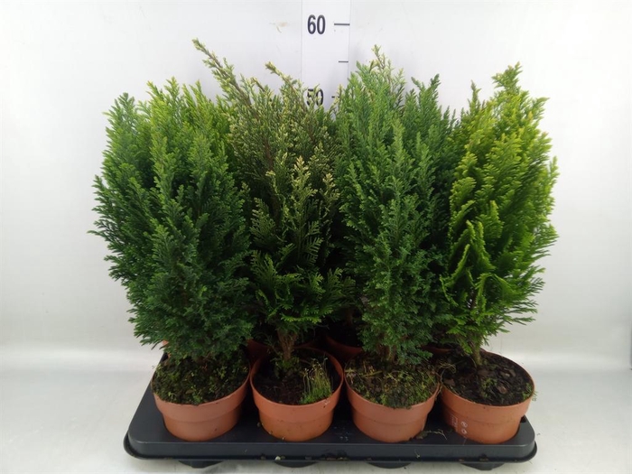 <h4>Conifers ...mix</h4>