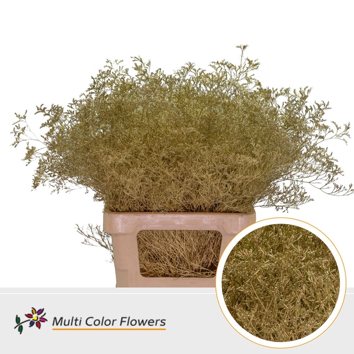 <h4>Limonium Beltlaard Goud</h4>