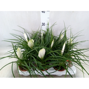 Tillandsia cyanea 'Biancini'