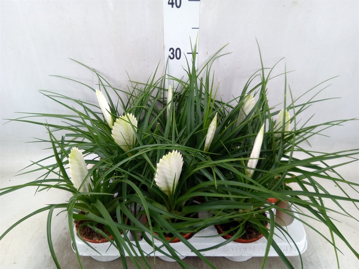<h4>Tillandsia cyanea 'Biancini'</h4>
