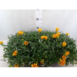 Gazania splen. 'Gelbe Jupiter'