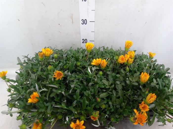 <h4>Gazania splen. 'Gelbe Jupiter'</h4>
