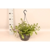 Hangpotten 23 cm Scaevola blue