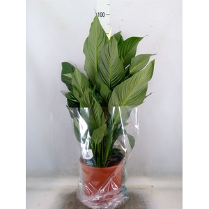 Spathiphyllum  'Sweet Silvana'