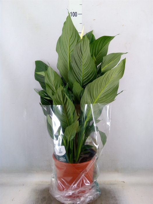 <h4>Spathiphyllum  'Sweet Silvana'</h4>