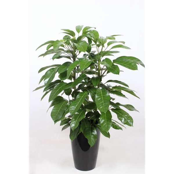 <h4>Schefflera actinophylla 'Amate' in Santorini "antraciet"</h4>