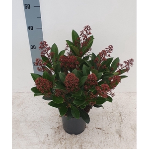Rubella 15cm 20+ bloem