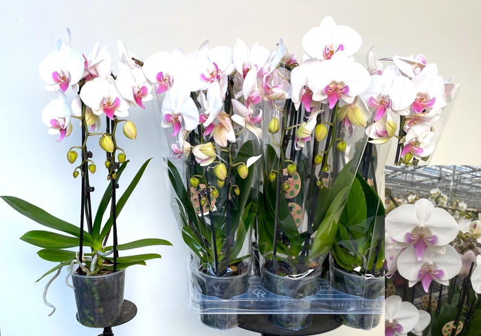 <h4>PHAL EL CASCADE</h4>