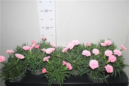 <h4>Dian I Love U</h4>