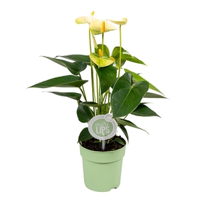 MoreLIPS® Anthurium Vanilla