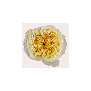 R Gr Antonia Gardens Cream 40cm EC