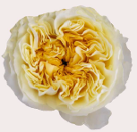 <h4>R Gr Antonia Gardens Cream 40cm EC</h4>