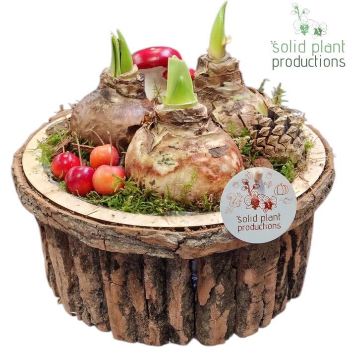 <h4>BSLA002 Amaryllis Bark S Large Brown</h4>
