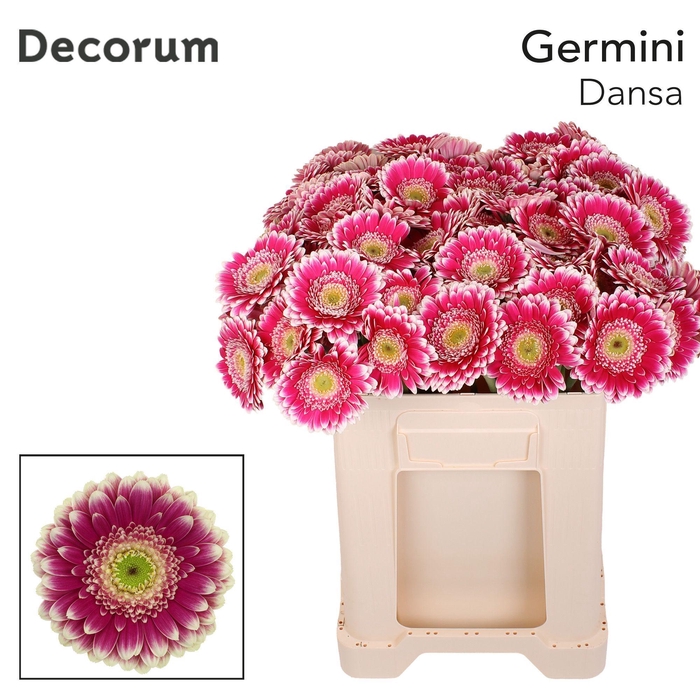 <h4>Germini Dansa Water</h4>