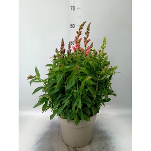 Antirrhinum majus   ...mix