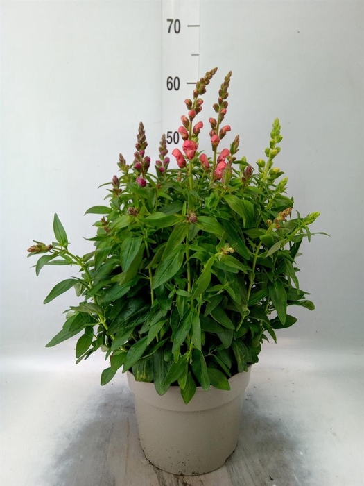 <h4>Antirrhinum majus   ...mix</h4>