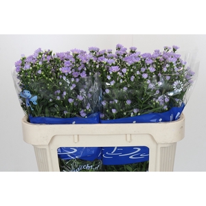 Aster Cassandra