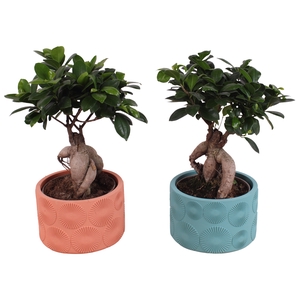 Ficus Mi Ginseng Keramiek