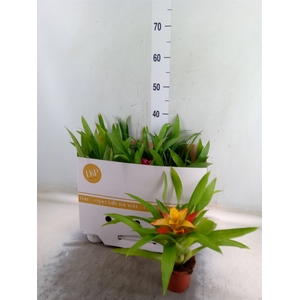 Guzmania   ...mix