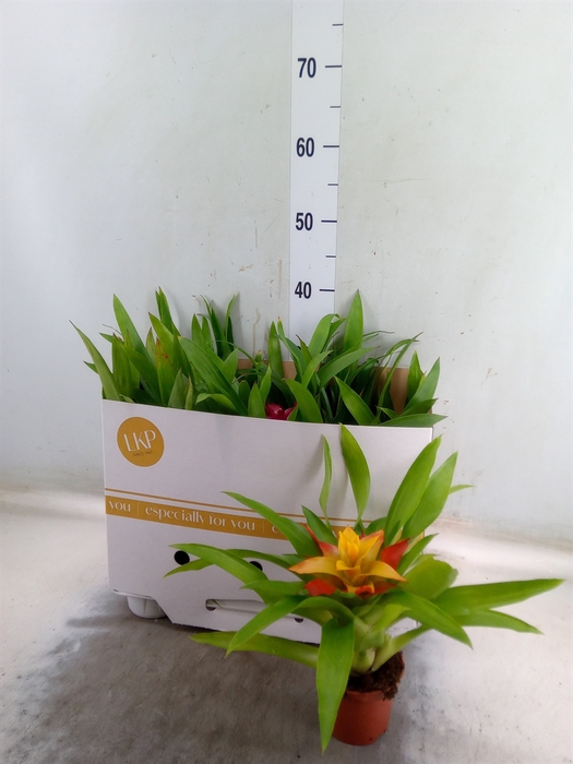<h4>Guzmania   ...mix</h4>