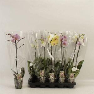 PHAL GEM