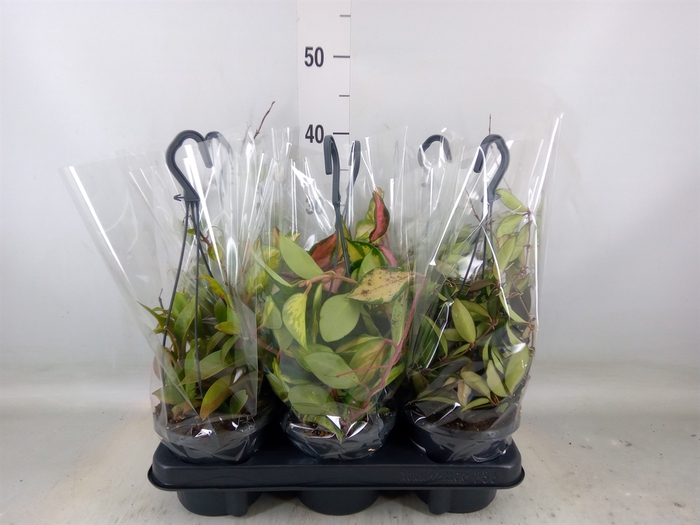<h4>Hoya   ...mix</h4>