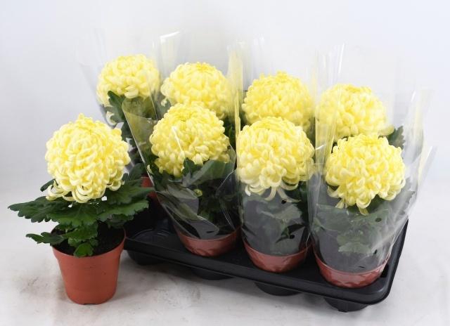 <h4>CHRYS VIENNA CREAM</h4>