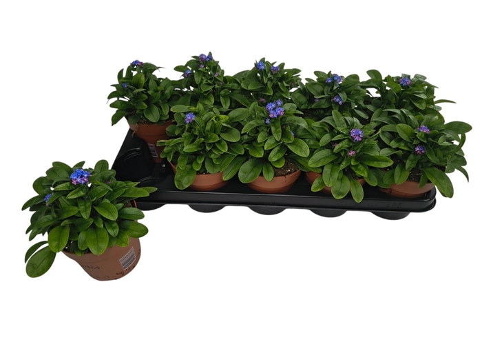 Myos Sy Laura D Blue