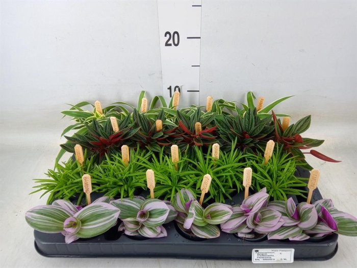 <h4>Planten ..mix</h4>