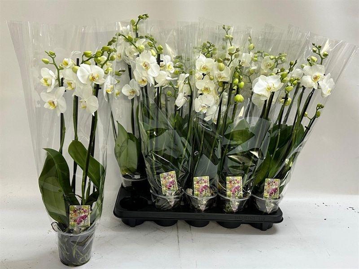 <h4>PHAL OV WIT</h4>