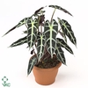 Alocasia Cucul Bambino
