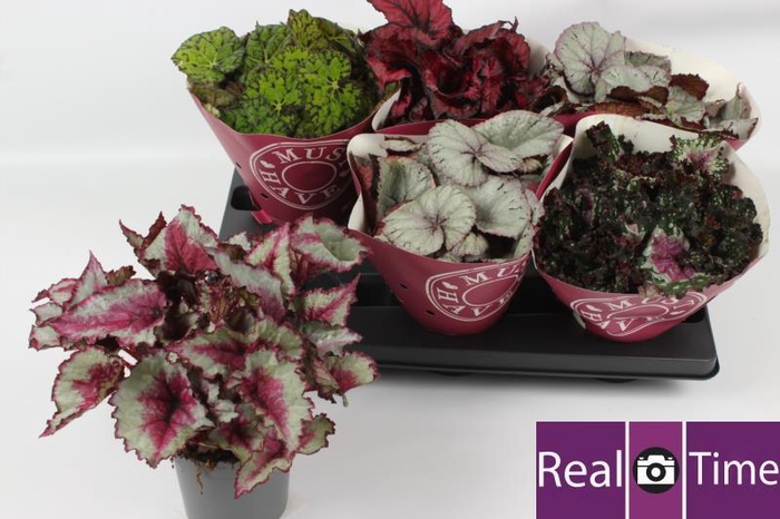 <h4>BEG BEL GEM</h4>