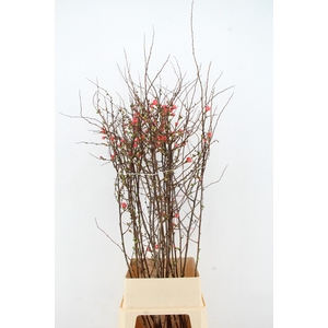 CHAENOMELES JAPONICA PINK 120CM