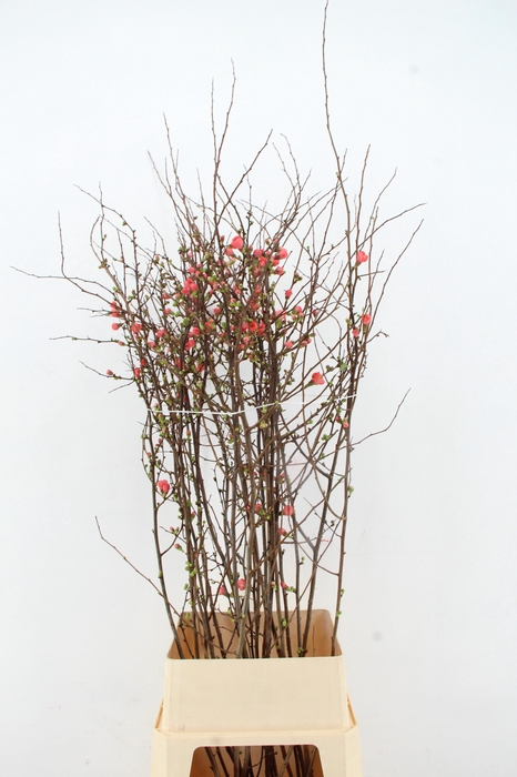 <h4>CHAENOMELES JAPONICA PINK 120CM</h4>