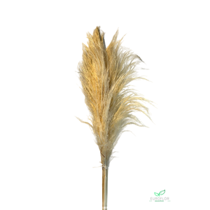 DRIED FLOWERS - PAMPAS GRASS THIN 110CM BLEACHED 5PCS *PROMO*