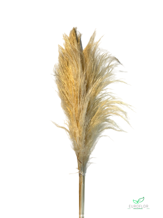 DRIED FLOWERS - PAMPAS GRASS THIN 110CM BLEACHED 5PCS *PROMO*