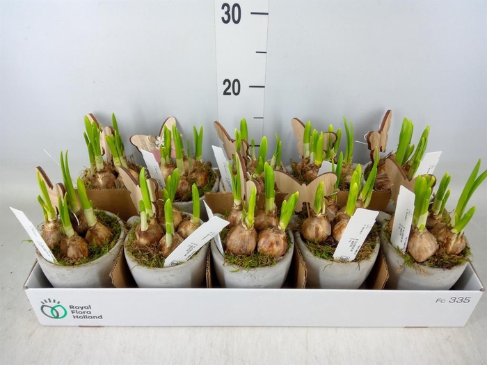 <h4>Arr.  Narcissus</h4>