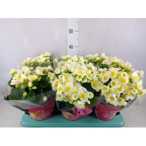 Begonia elat. HL 'Valentino White'