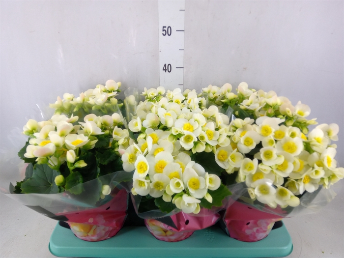 <h4>Begonia elat. HL 'Valentino White'</h4>