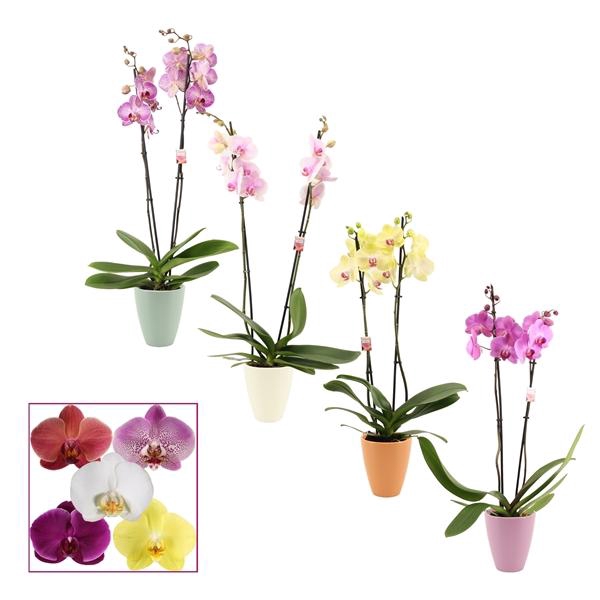 <h4>Phalaenopsis gemengd</h4>