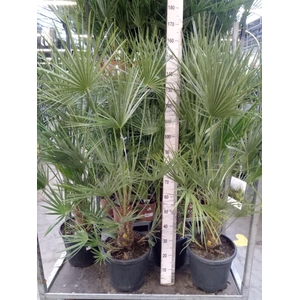 Chamaerops humilis