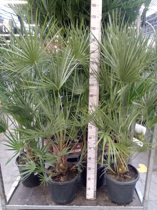<h4>Chamaerops humilis</h4>