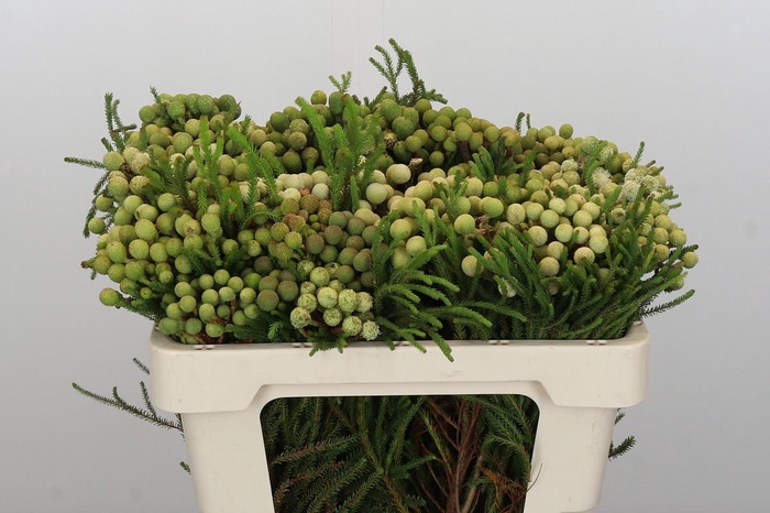 <h4>Kaaps Groen Baubles</h4>