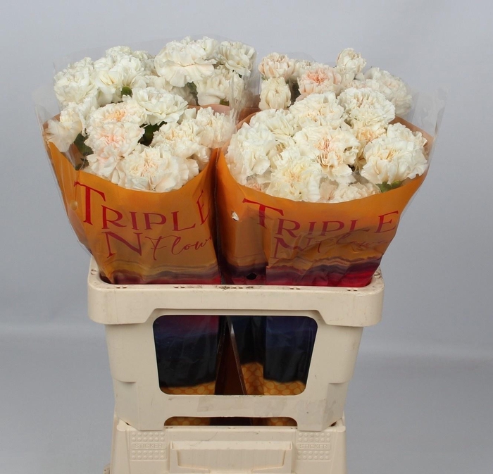 <h4>DI ST PEACH TEA+</h4>