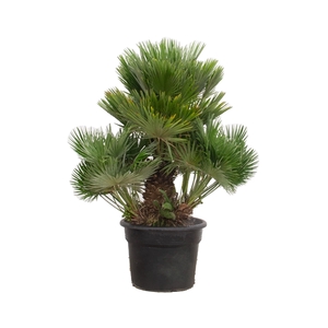 Chamaerops Humilis Vulcano - 140cm