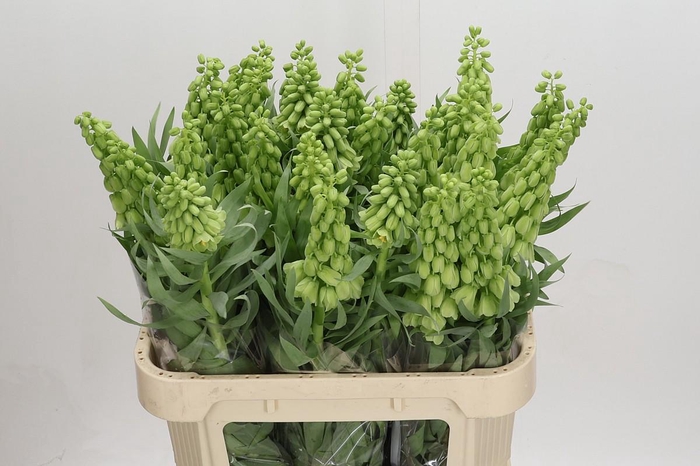 <h4>Fritillaria Persica Ivory Bells</h4>